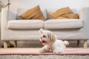 A cute dog in living room photo