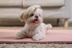 A cute dog in living room photo