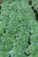 Green cabbage grown for sale in vegetable markets is an organic vegetable grown by farmers for commercial use and is consumed as a popular food around the world. photo