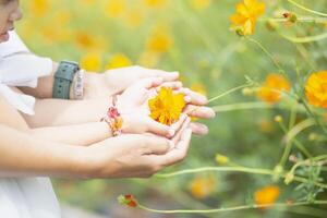 Female hands touch flowers on background with beautiful flowers and green leaves in the garden. Women's hands touch and enjoy the beauty of a natural Asian flower garden. photo