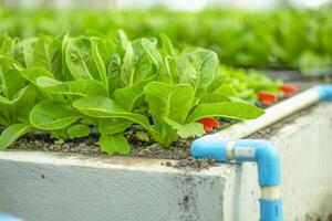 verde lechuga hojas en el vegetal campo. jardinería antecedentes con verde ensalada plantas en el suelo. bio verduras, orgánico agricultura concepto. foto