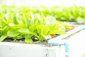 Green lettuce leaves in the vegetable field. Gardening background with green salad plants in the ground. Bio vegetables, organic farming concept. photo