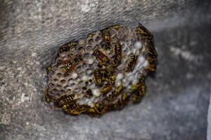 nest of a family of wasps which is taken a close-up. photo