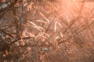 Evening summer meadow and sunlight. Light flares and wild herbs moody nature background. Bokeh selective focus image . High quality photo