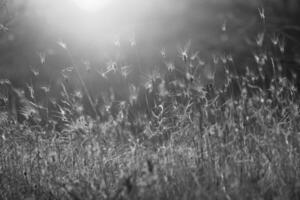 Evening summer meadow and sunlight. Light flares and wild herbs moody nature background. Bokeh selective focus image . High quality photo