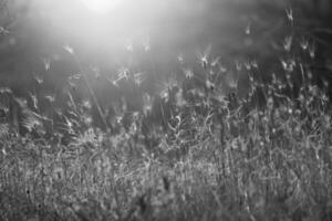 Evening summer meadow and sunlight. Light flares and wild herbs moody nature background. Bokeh selective focus image . High quality photo