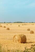 Haystacks in summer field harvesting background. Mid-simmer and autumn rural scene with hay bales and sky. . High quality photo