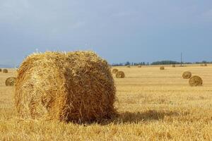 Haystacks in summer field harvesting background. Mid-simmer and autumn rural scene with hay bales and sky. . High quality photo