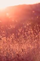 Evening summer meadow and sunlight. Light flares and wild herbs moody nature background. Bokeh selective focus image . High quality photo
