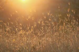 Evening summer meadow and sunlight. Light flares and wild herbs moody nature background. Bokeh selective focus image . High quality photo