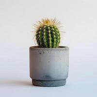 AI generated cactus in a minimalist houseplant pot photo