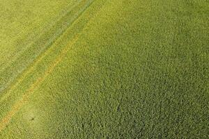 Green wheat in the field, top view with a drone. Texture of whea photo