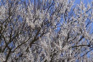 Spring flowering trees. Pollination of flowers of apricot. Blooming wild apricot in the garden photo