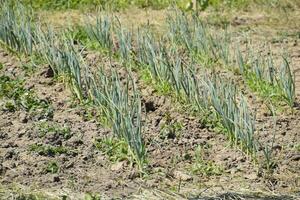 bed of garlic in the garden, garlic leaves. photo