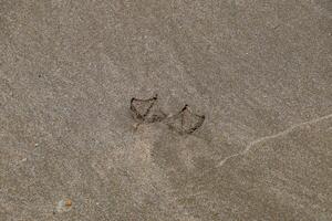Traces of a seagull on the sand by the sea photo