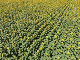 Field of sunflowers. Top view. photo