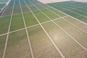 Grape orchards bird's-eye view. Vine rows. Top view of the garden photo