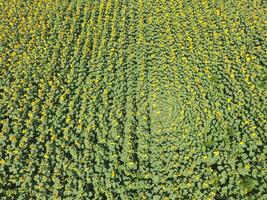 Field of sunflowers. Top view. photo