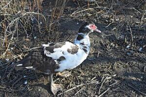 The musky duck photo