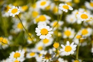 Chamomile flowers. Pharmaceutical camomile. Medicinal plant chamomile, flowering. photo