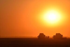 Harvesting by combines at sunset. photo