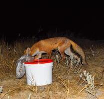 el zorro a noche es mirando para alimento. el zorro es siguiente a un blanco foto