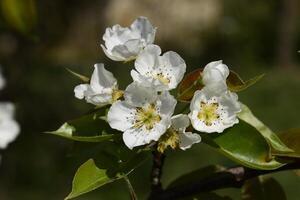 Blooming wild pear in the garden photo