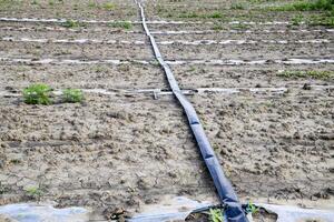 Watering system on the field of watermelons and melons. Shoots of melons and watermelons. Sown melon field. photo