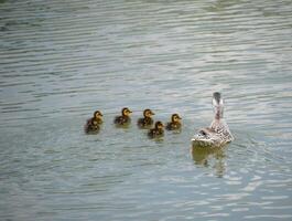 A duck with ducklings is swimming in a pond photo