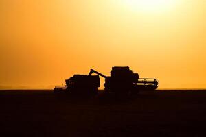 Harvesting by combines at sunset. photo