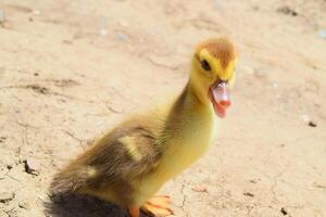 Ducklings of a musky duck photo