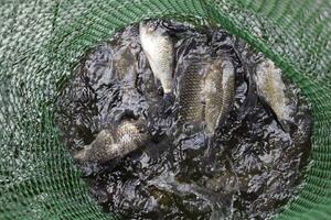 River fish in a green plastic grid in a pond. Fish catch. Carp and carp. Weed fish. photo