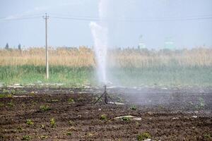 irrigación sistema en campo de melones riego el campos. aspersor foto