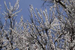 Spring flowering trees. Pollination of flowers of apricot. Blooming wild apricot in the garden photo