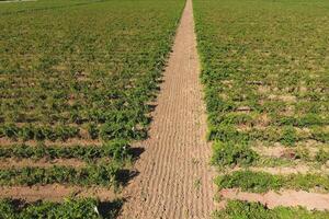 Grape orchards bird's-eye view. Vine rows. Top view of the garden photo