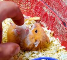 Finger to stroke the belly of a hamster. photo