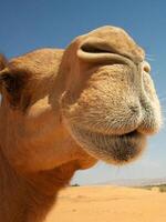 camellos en el desierto foto
