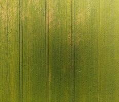 Texture of wheat field. Background of young green wheat on the field. Photo from the quadrocopter. Aerial photo of the wheat field