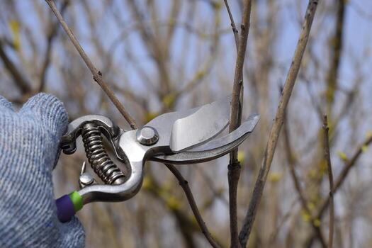 Trimming tree with a cutter. Spring pruning of fruit trees. photo