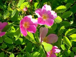 rosado flores en el tundra. verano prado en el taiga foto