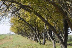 The Forest along the road in the fall. Yellowing leaves on the branches photo