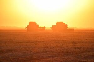 Harvesting by combines at sunset. photo