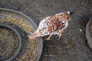 The hen pecks grain photo