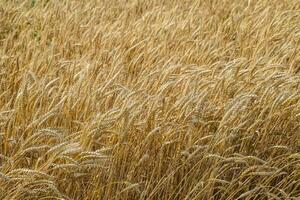 maduro trigo en el campo. espiguillas de trigo. cosecha de grano. foto