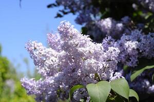 Flowers blooming lilac. Beautiful purple lilac flowers outdoors. photo