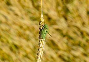 Isophya. Grasshopper is an isophy on a wheat spikelet. photo