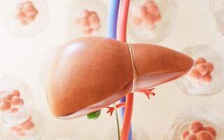 hígado Organo con salud cuidado concepto, 3d representación. foto