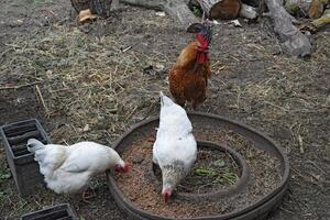 Hens in the yard of a hen house photo