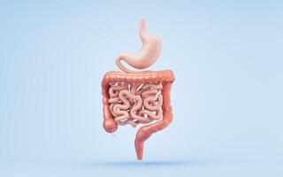 estómago y intestinal tracto, 3d representación. foto