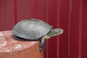 Tortoise on a wooden red stump. Ordinary river tortoise of temperate latitudes. The tortoise is an ancient reptile. photo